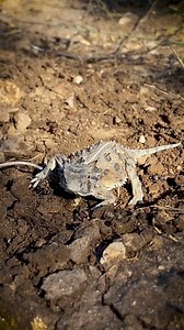 7.2K views · 68 reactions | The San Antonio Zoo released 50 Texas horned lizards — often referred to as horny toads — into the wild this week at a ranch in the Hill Country.⁠ The species is considered threatened in Texas. https://bit.ly/3TQQG3e | San Antonio Express-News | Facebook