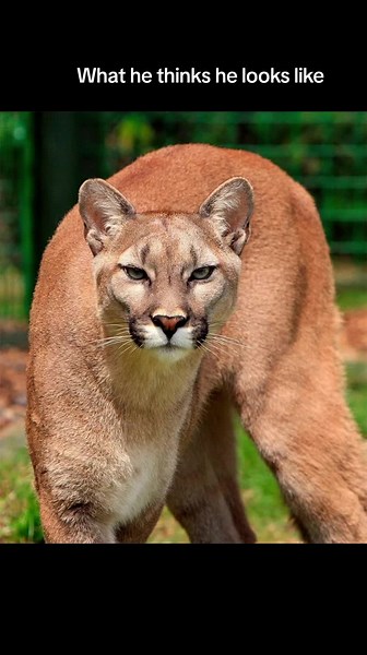 nickibarker (@nickibarker2005)’s videos with original sound - Mario and Luigi