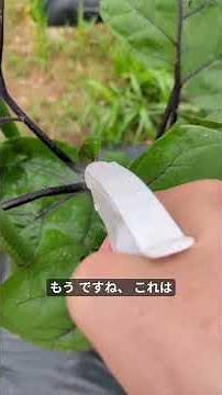 ナスにつくアブラムシに「油せっけん水」散布しました。
