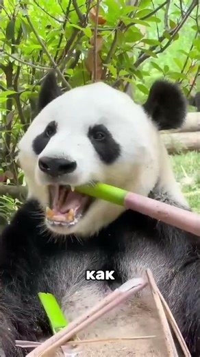 🐼 WHY ARE PANDAS SO INVULNERABLE 💪 #science #interesting #facts