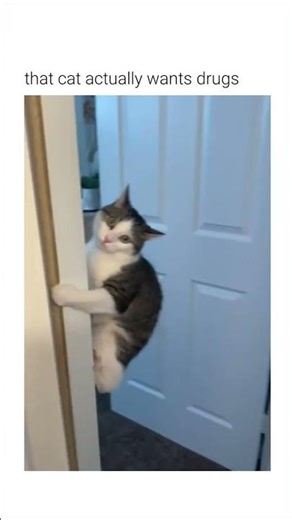 The cat wants drugs 🐱😂