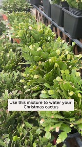 5.2K views · 34 reactions | Stimulate Cymbidium Orchids to Bloom #backyardgardening #gardeninglife #vegetablegardening #vegetablegarden #gardeningtips #gardeninglove #organicgardening #gardensofinstagram #gardenideas #urbangardening #gardeningistherapy #gardeninggoals #homegardening #gardeninspiration #lovegardening #gardeningisfun #countrygarden #veggiegarden #happygardening | Gardening Ideas | Facebook