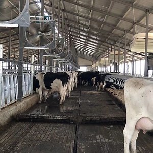 [Hot Item] Hot Sale Cow Dung Manure Cleaning Scraper Machine for Cow