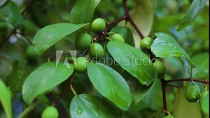 Jujube fruits or monkey apple ( Ziziphus mauritiana ) Fresh from the trees Organic fruits in the farmer's plot garden .