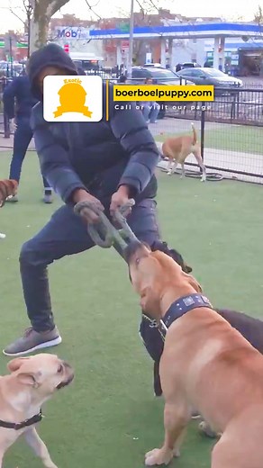 1K views · 19 reactions | Training your Boerboel puppy until it...