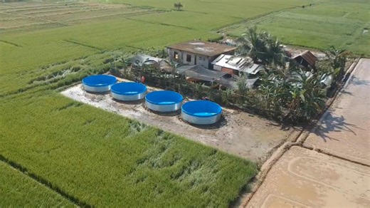 1.6K views | RM FISH POND BICOL PAMPLONA HATCHERY Fb Page nila RM FISHPOND BY IMPERIAL Grow Out and Fingerling Available sa Kanila sa Salvacion Pamplona 8 cage 5 meter diameter,plus earth pond | Catfish Farming Philippines Raymeltv | Facebook