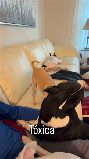 anderson m hernandez on Instagram: "Bullterrier vs chihuahua 🔥"