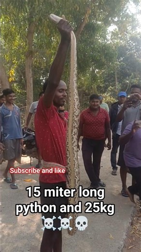 15 miter long python 😱😱😱😱😱25 kg ☠️☠️☠️☠️☠️#viral #trading #stink #python