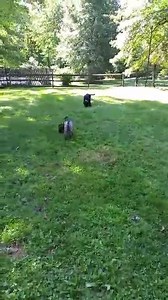 4.5K views · 78 reactions | WE NEED PUPPY FOOD! With so many...