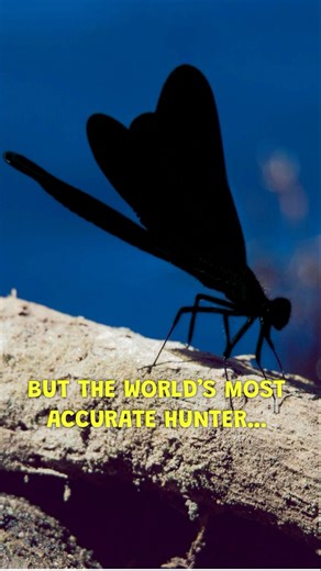 The Predator With a 95% Kill Rate