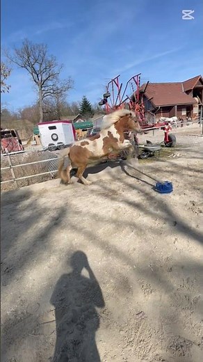 Frei springen | wie hoch können eure Pferde springen?💕🫶🏻