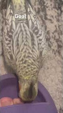 Cockatiels playing football #birds #parrot #cuteanimals #football ball#cute #pakistan