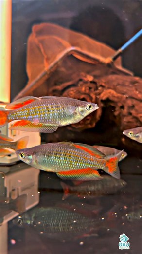 Parkinsoni siêu nét 📍 DAU Aquarium số 4 Trần Quang Diệu Đống Đa HN Link sale1: https://zalo.me/g/mprscl667 Link sale2: https://zalo.me/g/nsdvgo033 #dauaquarium #so4tranquangdieu #yeuthuysinh #cacanhthuysinh #becacanh #cacanh | Dau Aquarium