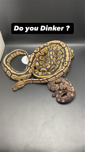Brian H H McGrath - Ball Python Breeder on Instagram: "Stick to the Plan. Do you Dinker ? #heathenhatchery #eatenbyjunglecats #ballpython #ballpythonbreeder #ballpythonbreeding"