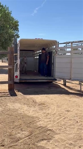 1M views · 25K reactions | Julia and Sundancer are safe at the ranch...