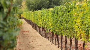 Magnificent Sustainable Vineyard on Over 346 Acres in Fallbrook, California