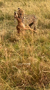 One of Mbili Bora . 2 successful hunts but one taken by lions. Maasai Mara #lennykoshal #photoigfam #wildlife #earthpix #love #nature #canon #africa #instagood #natgeoyourshot #wildlifephotography #Lr_Wild #hellofrom #bbcearth ⁣#bbcearth #bbc #wild #kenya #travel #africa #photooftheday #wildlife #earthpix #wildlifephotography #nikon #wildography #animals #endangeredspecies #earthcapture #wildestafrica #featured_wildlife #AnimalElite #animalsofinstagaram #planetearth #animalphotography #earthlove