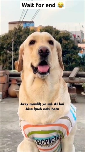 Miku Ko sab pata hai 😂 ||labra Miku || #youtubeshorts#shorts#labrador#dog#funny#cute#trending#memes