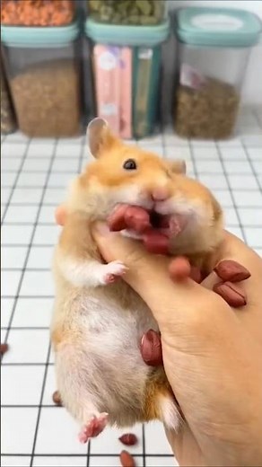 Hamster Funny Actions That Will Make You Laugh!"🐹😂