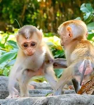 Baby Monkey Finds a Mysterious Object!
