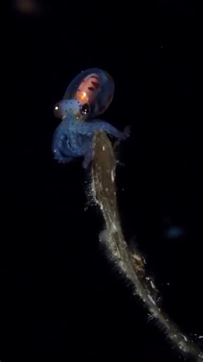 World’s Largest Octopus Fan Club 🐙 on Instagram: "Baby octopuses are born with a temporary superpower you’ve probably never heard of (mostly because it disappears before anyone’s looking) Scientists call it Kölliker’s organs (named after the dude who discovered them in 1844!) We like to call it the Fuzzy Skin Phase. During this phase, tiny brush-like fibers in the skin flare outward, instantly turning smooth skin into something fuzzy and textured. One second their squishy body is as smooth as a