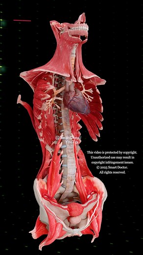 🫀 Not Just a Pump... It’s a Super System ⚡️ . . . 💪 An in-depth 3D animation of the female muscular system! Explore how the muscles wrap around the torso, protect the organs, and interact with the spine. Highlights include: • Realistic beating heart with visible coronary arteries • Deep and superficial muscle layers • Diaphragm, spine, uterus and pelvic floor 🧬 Ideal for medical students, anatomy fans, and health professionals. 🎥 Created by: Smart Doctor 💡 Follow for more 3D medical content