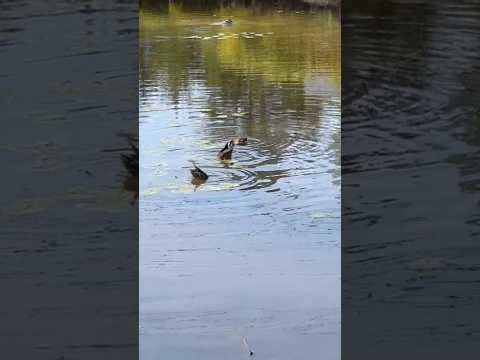 Mallard Duck dinner Dive #duck#bird