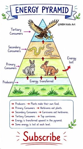 Energy Pyramid Diagram #academic #education #shorts