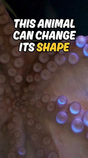 This Animal Can Change Its Shape