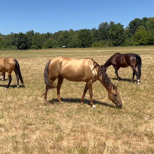 True #GoldenHorse. The legendary, endangered #AkhalTeke. This is Arima (Arima x Annuschka, 2014), a beloved metallic golden palomino mare. A first-generation American Akhal-Teke, by a Russian sire and a German dam. ❤️ Akhal-Teke facts here… https://www.akhaltekefoundation.org #AkhalTekeshine #palomino #metallicgoldenpalomino | Akhal-Teke Foundation