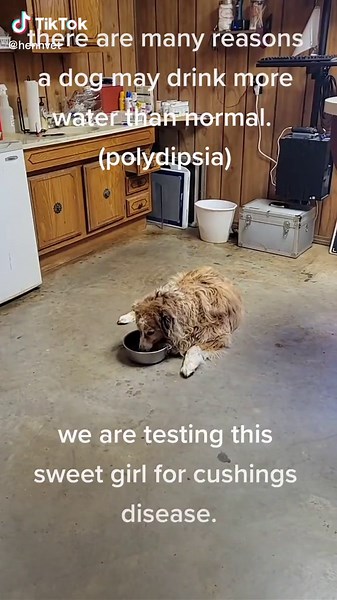 Understanding Polydipsia in Dogs: Testing for Cushings Disease