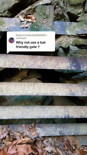 Exploring a Unique Cave Gate: A Puzzle for Bats