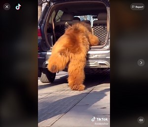 Watch: This adorable 300-pound Tibetan mastiff trying to climb into car looks more bear than dog
