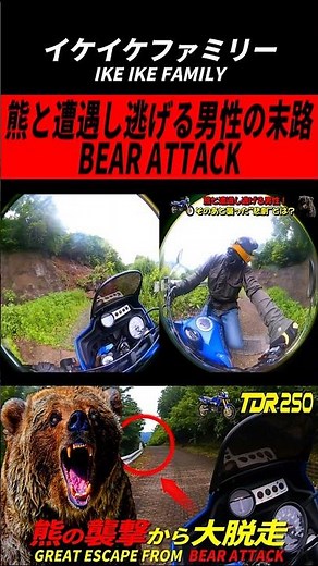 【熊出没】Bear Attacks / 林道でクマと遭遇し逃げる男性！そのあと襲った“悲劇”とは？【TDR250・福井県・林道大仏線】#shorts