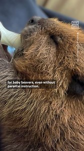 ‘I did something bad, so why’d it feel so good’ 🎶 Nibi the beaver picked a fight with her neighbor Ziibi | NowThis