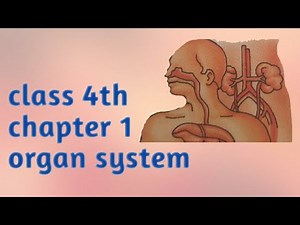 Class 4 E.V.S chapter 1 organ system (living with nature )