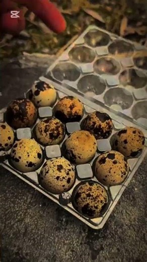 How to cook the eggs #survival #adaptablesurvival #bushcraft #creativesurvival #outdoorwork