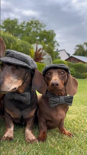 Miniature vs Standard Dachshund – What’s the REAL #pets #dog