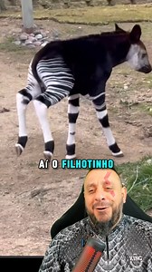 Que raça de cachorro é essa? Conheça o Ocapi, um parente da girafa #animais #natureza #bio #biologia #biologo #biologa #biologicas #ciência #animal #zoo #zoologia #ecologia #bichos #bicho #vocesabia #curiosidades #explorar #biologohenrique #faunasilvestre #meioambiente #ocapi #okapi #Giraffidae #girafa | Biólogo Henrique o Biólogo das Cobras