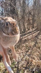 Today's question: is this a cottontail, swamp, or hare? | Catron's Kennel