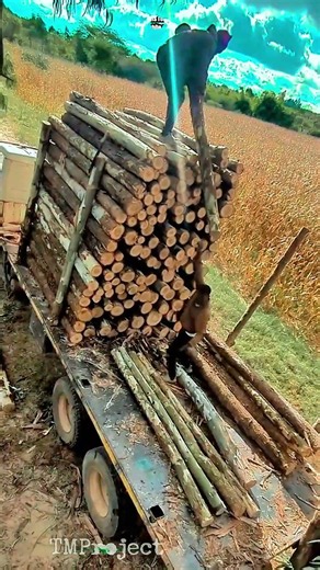 Manual Log Loading : How Workers Stack Timber Trucks Efficiently