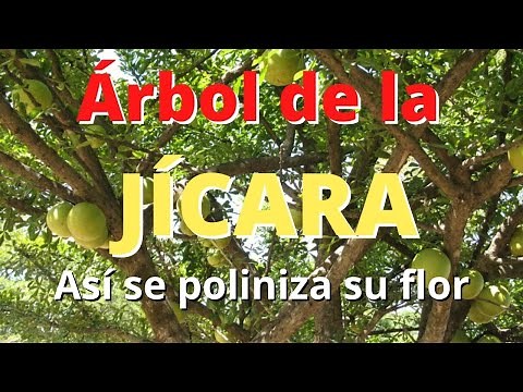 Árbol de la Jícara; Así se poliniza su flor