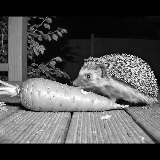 Hedgehog Eating a Giant Carrot #cute #hedgehog #shorts