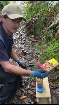 How to Set a Victor Rat Trap | Protect Indigenous New Zealand Wildlife from rats.