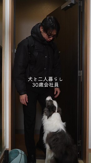 犬と二人暮らし 30歳会社員 退社後ルーティン #会社員 #ボーダーコリー | ボーダーコリー