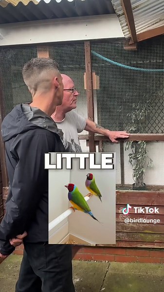 Top Bird Breeder’s Favorite Species to Start With