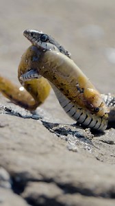 The little gasp at the end 🥲🐟😵 Hunting in freshwater is relatively common across inland populations of western terrestrial garter snakes. However, only a small portion of the species that is found along the Pacific Northwest coastline seems to thrive on saltwater fish that live in intertidal kelp beds and reliable information and evidence about this little-known behavior is currently lacking. I spent days on a small gulf island in BC watching garter snakes meander down the beach, swim through