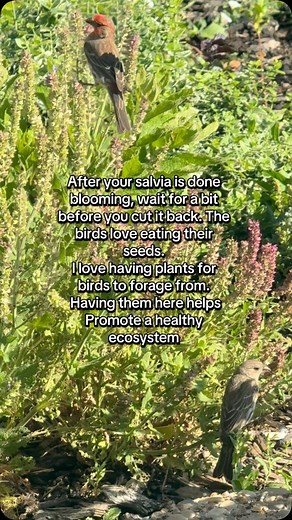 There's nothing quite like seeing birds enjoy the salvia seeds in my garden! Planting for birds is a win-win: it supports a healthy ecosystem and fills me with joy! | Liv Floral