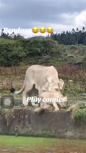 Hilarious Comics That Will Make You Laugh Out Loud