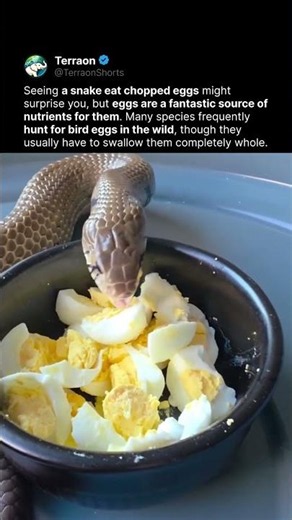 You Probably Didn't Know Snakes Eat This